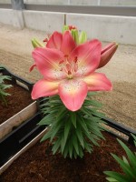 [5008 Tiny Dancers No02.JPG]